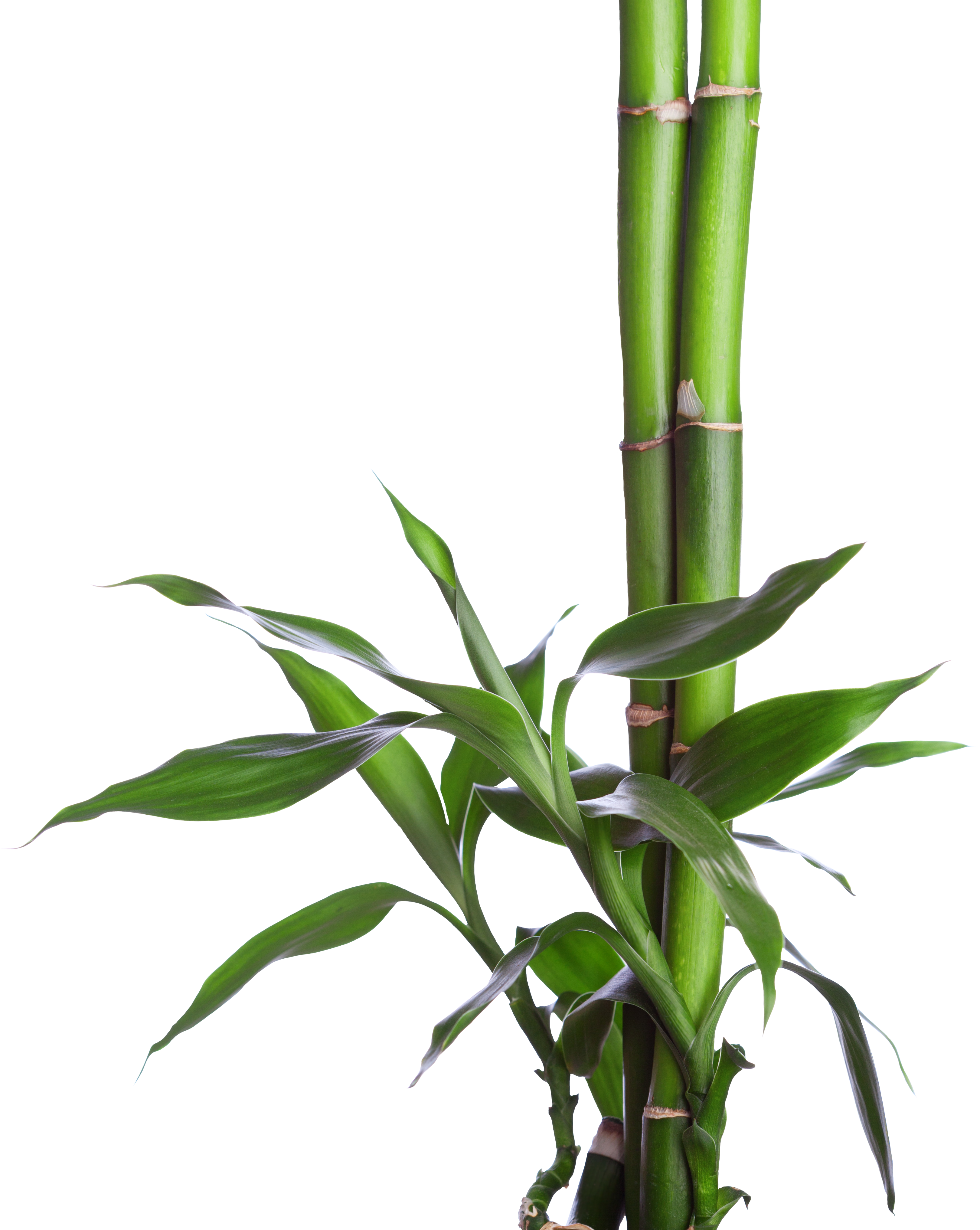 Bamboo shoot