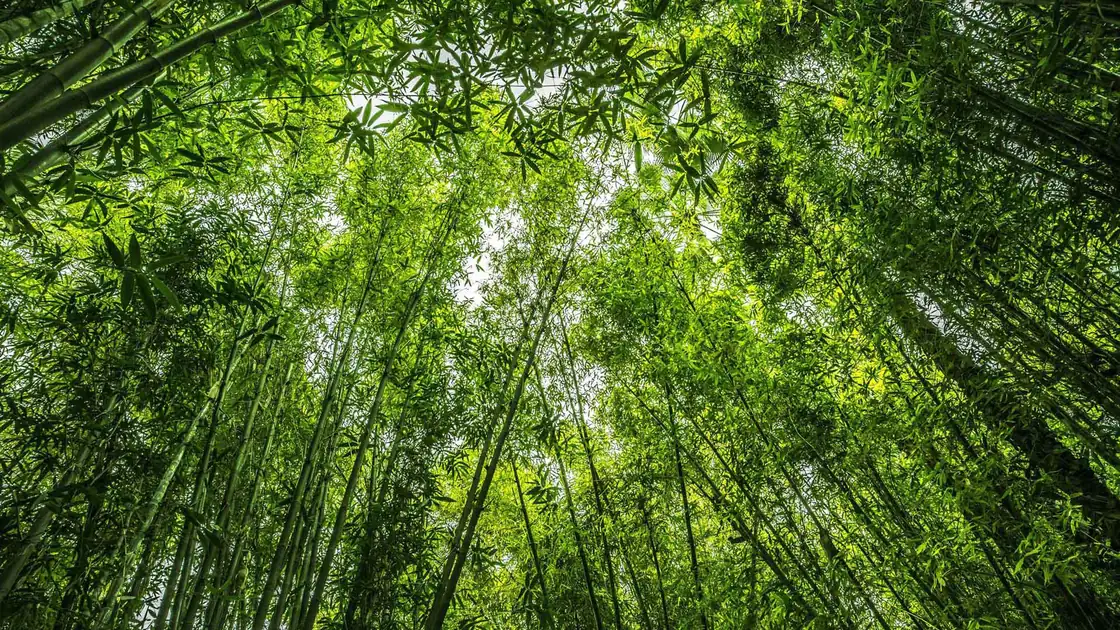 bamboo forest representing sustainable workout clothing materials